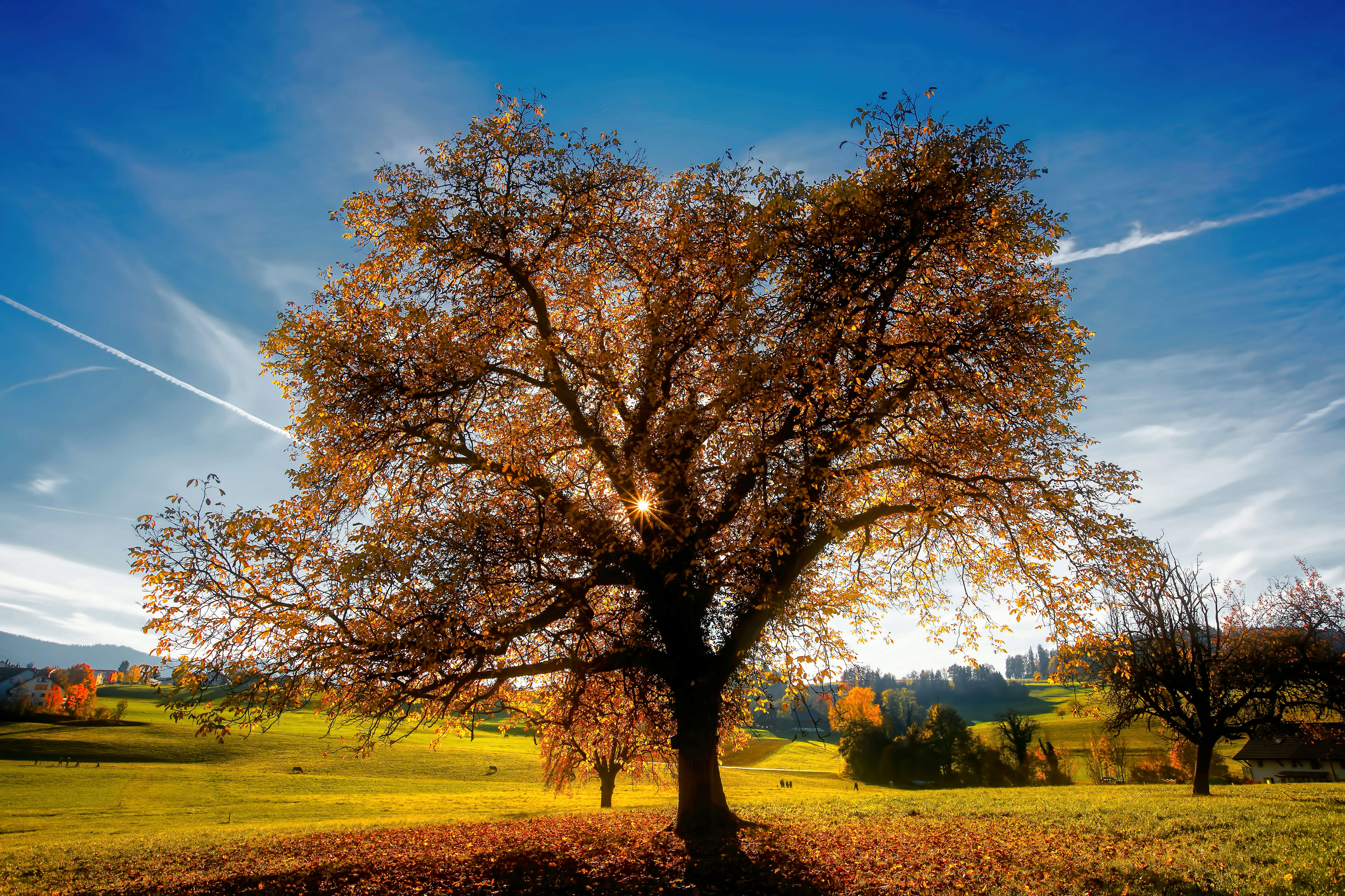 brown tree in the middle of grass field